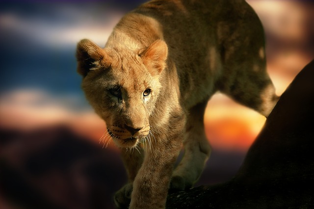 significado de soñar con una leona