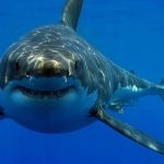 qué significa soñar con tiburones