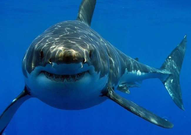 qué significa soñar con tiburones